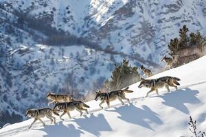 Pack of Wolves Traversing a Snow Covered Mountain Ridge Nature Background photo