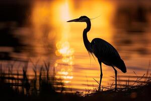 Heron Standing Gracefully at Sunset on a Lake Shore Background Nature photo