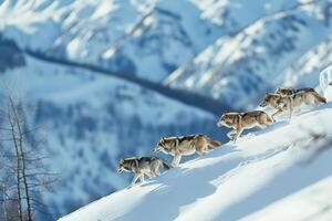 Pack of Wolves Traversing a Snow Covered Mountain Ridge Nature Background photo