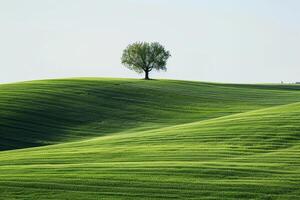 Lone Tree Standing Amidst a Vast Green Field Under a Clear Sky. Nature. Background photo