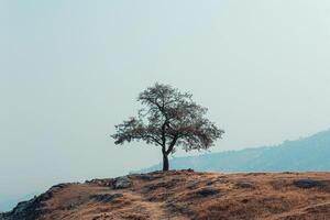 Lone Tree on Hilltop. Nature Background photo