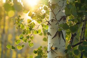 Sunlight Filtering Through Aspen Tree Leaves. Nature Background photo