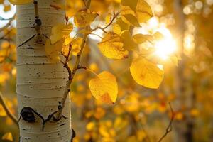 Sunlight Filtering Through Aspen Tree Leaves. Nature Background photo