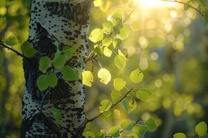 Sunlight Filtering Through Aspen Tree Leaves. Nature Background photo
