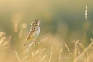 A pipit singing from a tall stalk of grass. nature background photo