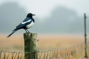 A magpie standing proudly on a fence post in an open field. nature background photo