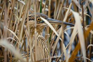 A bittern hiding among tall reeds near a pond. nature background photo