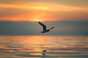 A tern gliding over a calm sea with a beautiful sunset in the background. Nature Background photo