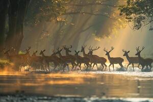 Herd of Deer Crossing a River in a Misty Forest. Nature Background photo