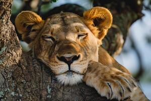 Lioness Resting Under Acacia Tree Background. Nature photo