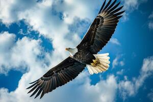 Bald eagle soaring against a blue sky with fluffy clouds. Nature. Background photo