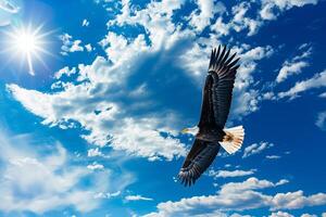 Bald eagle soaring against a blue sky with fluffy clouds. Nature. Background photo