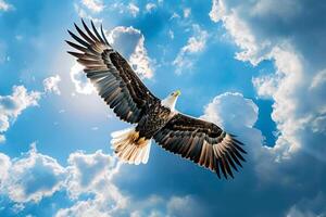Bald eagle soaring against a blue sky with fluffy clouds. Nature. Background photo