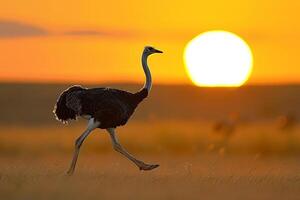 Ostrich running across the savannah with the setting sun in the background. Nature. Background photo