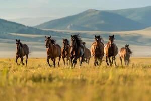 Wild horses galloping across a grassy plain. Nature. Background photo
