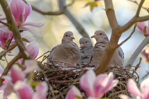 A pair of doves nesting in a blooming magnolia tree. nature background. serene scene with delicate flowers and tranquil atmosphere photo