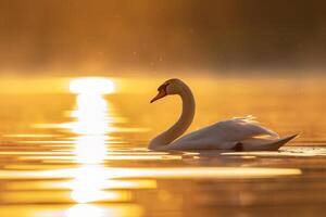A swan gliding gracefully on a tranquil lake at sunrise. nature background. serene and elegant scene with soft morning light photo