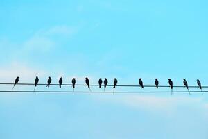 A Flock of Martins Perched on a Power Line During Migration. Background. Nature photo