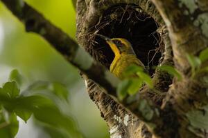 A Weaver Bird Building Its Intricate Nest in a Tree. Background. Nature photo