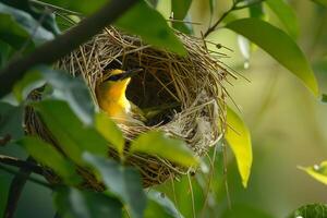 A Weaver Bird Building Its Intricate Nest in a Tree. Background. Nature photo
