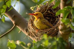 A Weaver Bird Building Its Intricate Nest in a Tree. Background. Nature photo