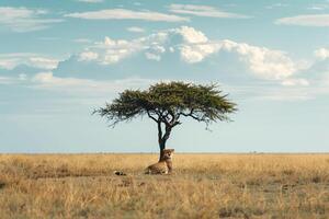 Cheetah Resting Under Acacia Tree in African Savannah  Nature Background photo