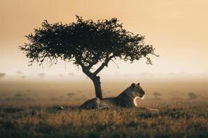 Lioness Resting Under a Tree in the Savannah Background Nature photo