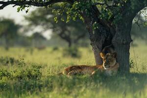 Lioness Resting Under a Tree in the Savannah Background Nature photo