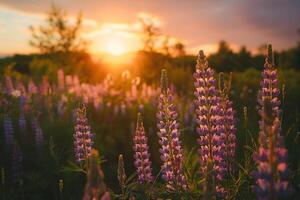 Field of Lupines at Sunset Nature Background photo