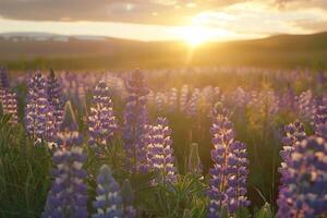 Field of Lupines at Sunset Nature Background photo