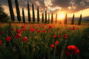 Sunlit Meadow with Poppies and Cypress Trees  Nature Background photo