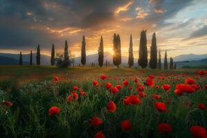 Sunlit Meadow with Poppies and Cypress Trees  Nature Background photo