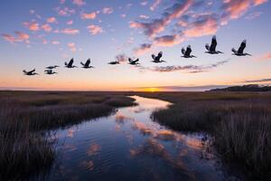 Flock of Pelicans Flying in Formation Over a Coastal Marsh at Sunset  Nature Background photo