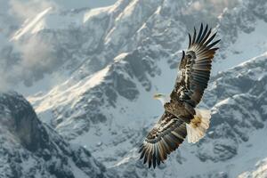 Bald Eagle Soaring Against a Background of Snowy Mountains. Nature Background photo