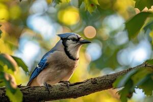 Curious Blue Jay Observing from a Tree Branch in a Suburban Backyard. Nature Background photo