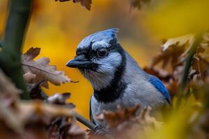 Mischievous Jay Peering Curiously Through Autumn Foliage in a Forest. Nature Background photo