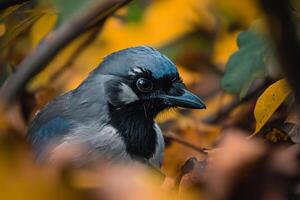 Mischievous Jay Peering Curiously Through Autumn Foliage in a Forest. Nature Background photo