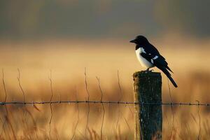 Curious magpie perched on a fence post in a rural field. background nature photo