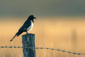 Curious magpie perched on a fence post in a rural field. background nature photo