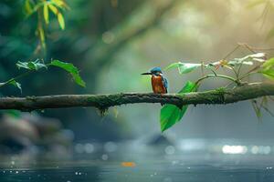 Kingfisher Perched on a Branch Overhanging a Clear Stream. Nature Background photo