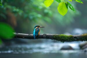 Kingfisher Perched on a Branch Overhanging a Clear Stream. Nature Background photo