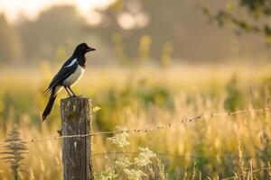 Curious magpie perched on a fence post in a rural field. background nature photo