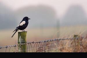 Curious magpie perched on a fence post in a rural field. background nature photo