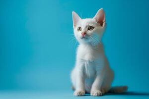 Cats with  Background and Multiple  Choices photo