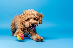 Dog with a toy on a cobalt blue background lively and joyful photo