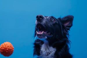 Dog playing with a toy on a cobalt blue background  and lively photo