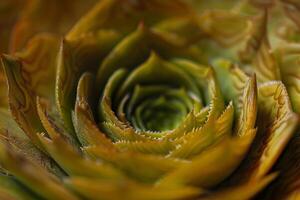 Nature Background of a Spiral Succulent Pattern Background Nature photo