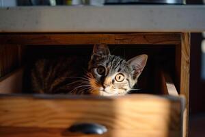 Tabby Cat Exploring an Open Drawer with Curiosity background photo