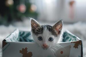 White and Brown Kitten Playfully Exploring a Gift Box with Fascination and Curiosity in a Festive Background photo