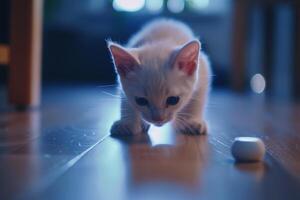 White Kitten Enthusiastically Exploring a New Cat Toy with Curiosity and Excitement in a  Background photo